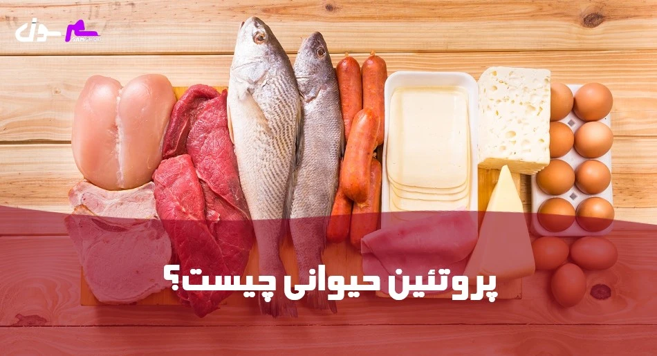 پروتئین حیوانی چیست؟